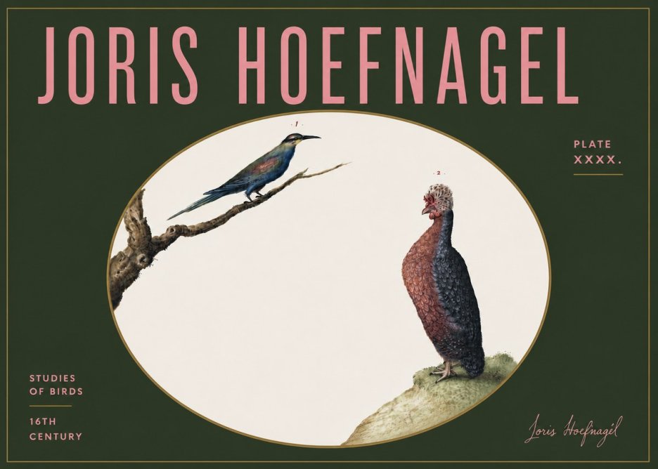 Joris Hoefnagel Studies of Birds I No5 - Plakát