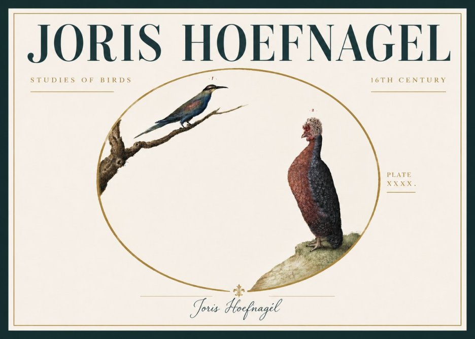 Joris Hoefnagel Studies of Birds I No6 - Plakát