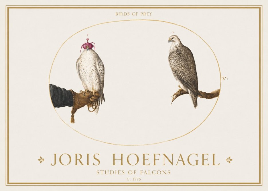 Joris Hoefnagel Studies of Falcons No1 - Plakát