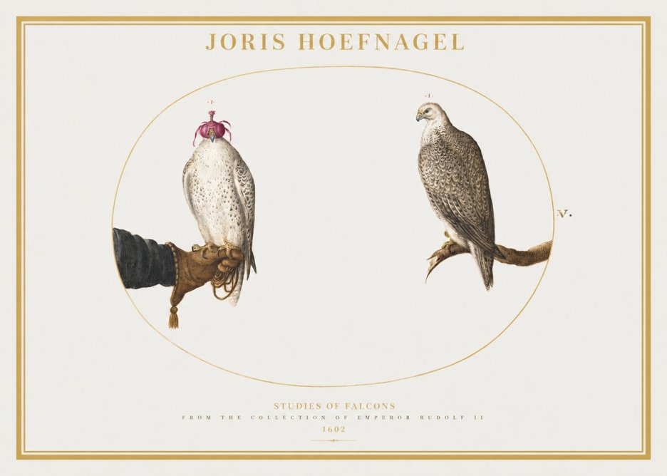 Joris Hoefnagel Studies of Falcons No2 - Plakát
