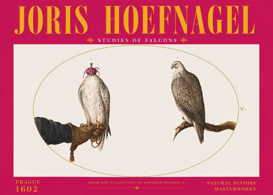 Joris Hoefnagel Studies of Falcons No6 - Plakát