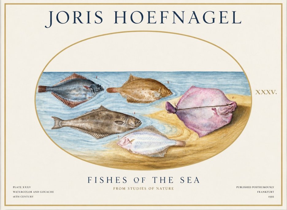 Joris Hoefnagel Fishes of the Sea II No1 - Plakát
