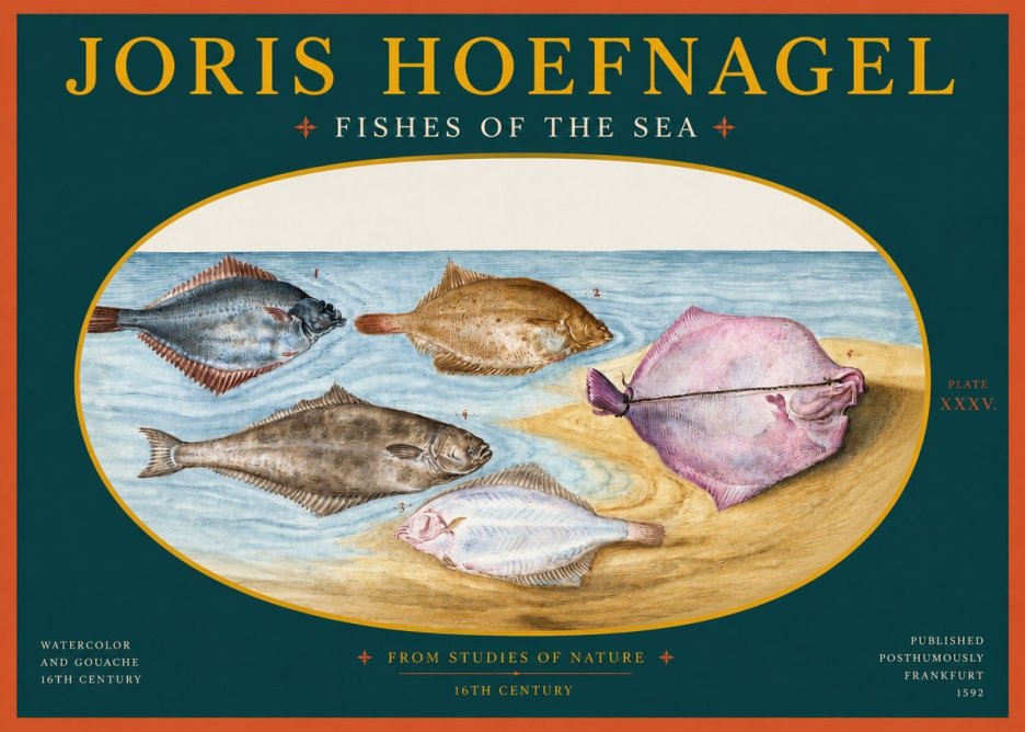 Joris Hoefnagel Fishes of the Sea II No2 - Plakát