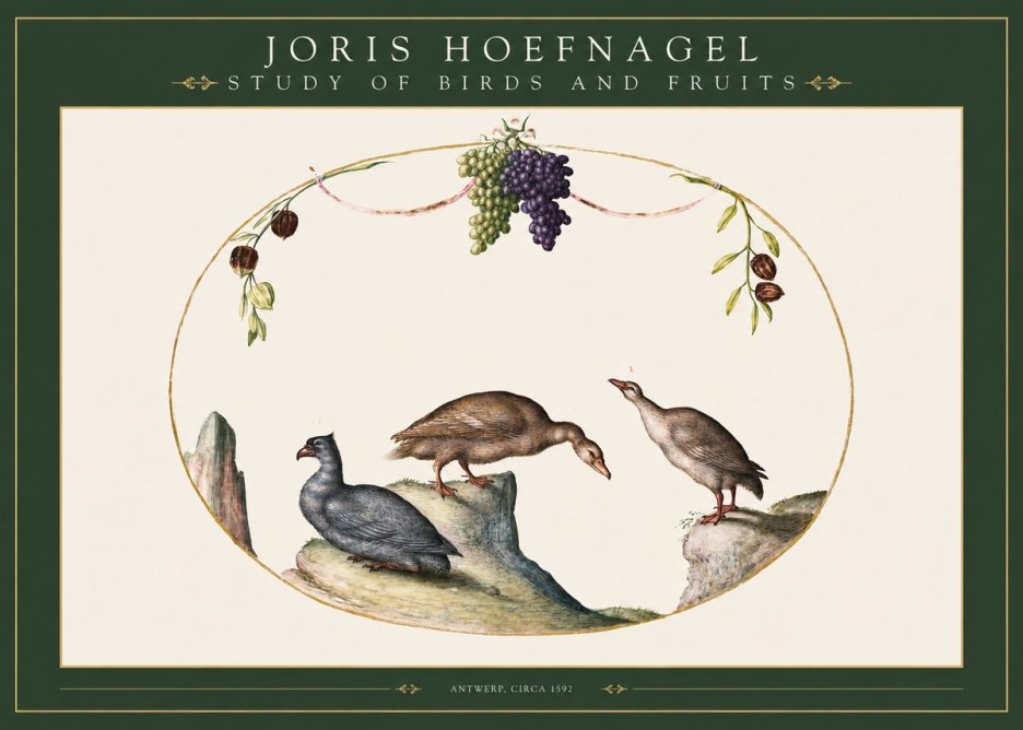 Joris Hoefnagel Three Birds with Grapes and Inscription No3 - Plakát
