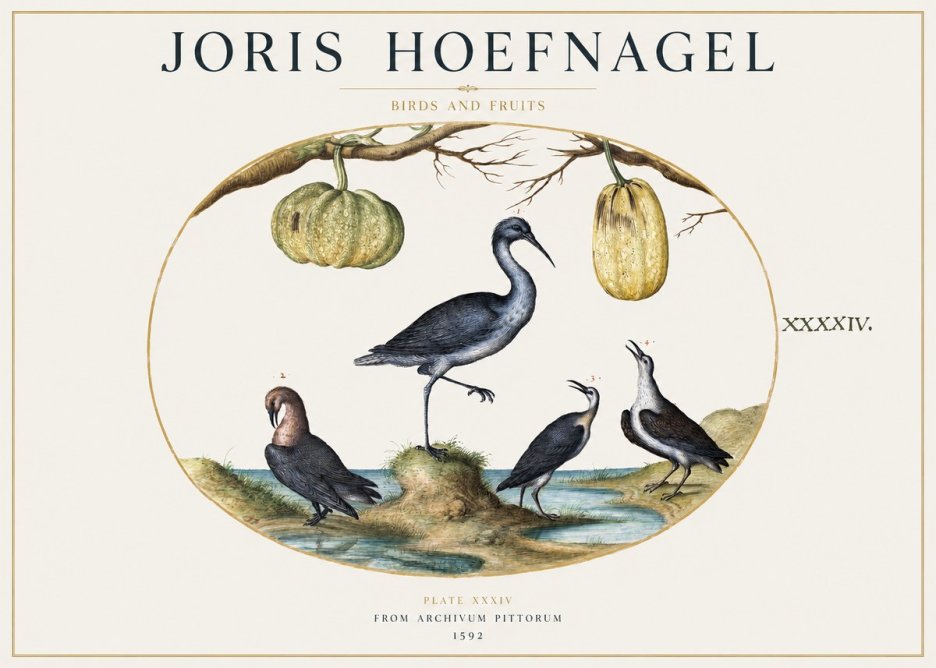 Joris Hoefnagel Birds and Fruits No1 - Plakát