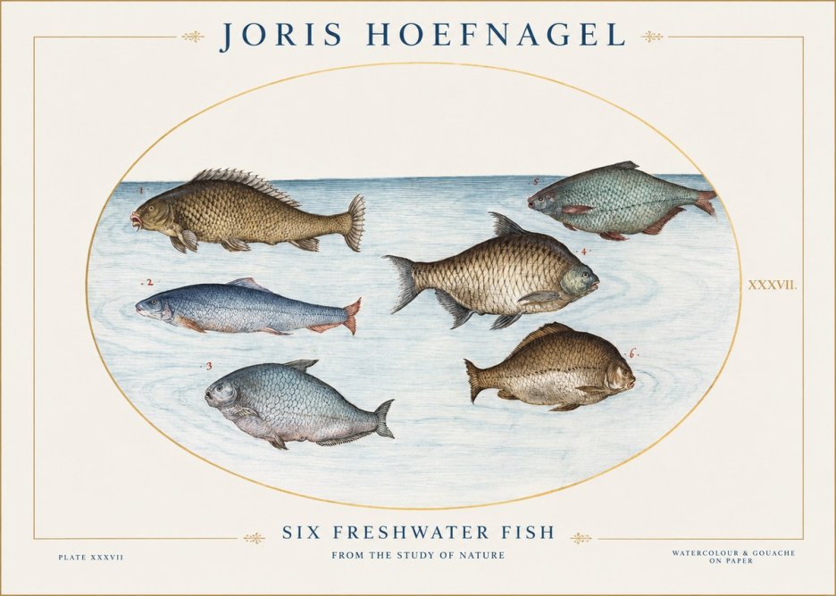 Joris Hoefnagel Six Freshwater Fish No1 - Plakát