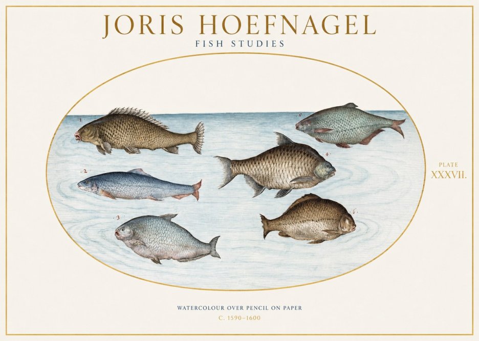 Joris Hoefnagel Six Freshwater Fish No2 - Plakát