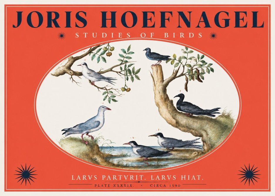 Joris Hoefnagel Studies of Birds II No2 - Plakát