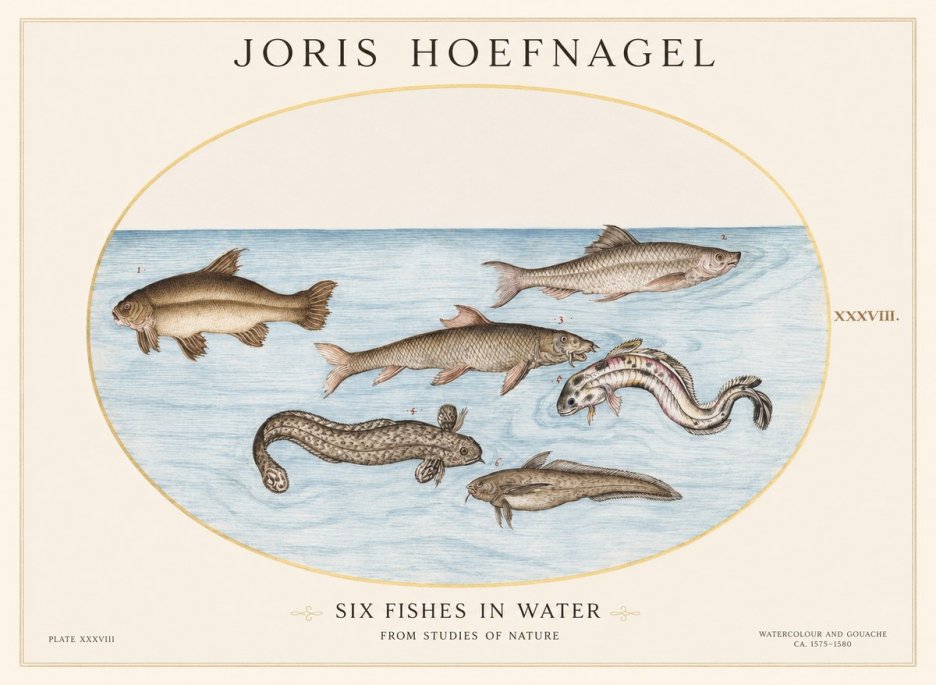 Joris Hoefnagel Six Fishes in Water II No1 - Plakát