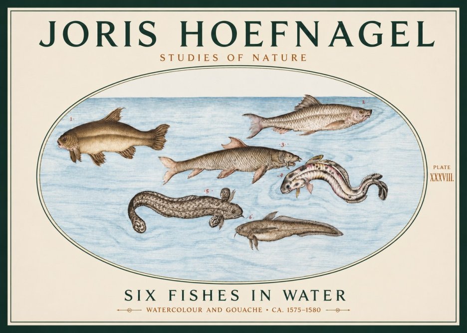 Joris Hoefnagel Six Fishes in Water II No3 - Plakát