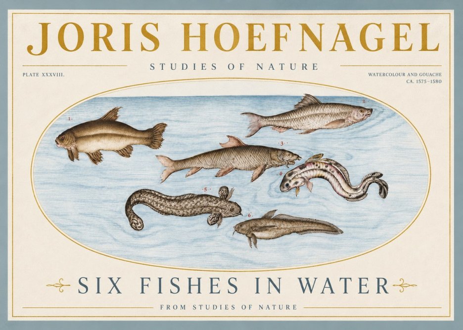 Joris Hoefnagel Six Fishes in Water II No4 - Plakát
