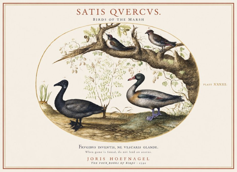 Joris Hoefnagel Satis Quercus. Birds of the Marsh No1 - Plakát