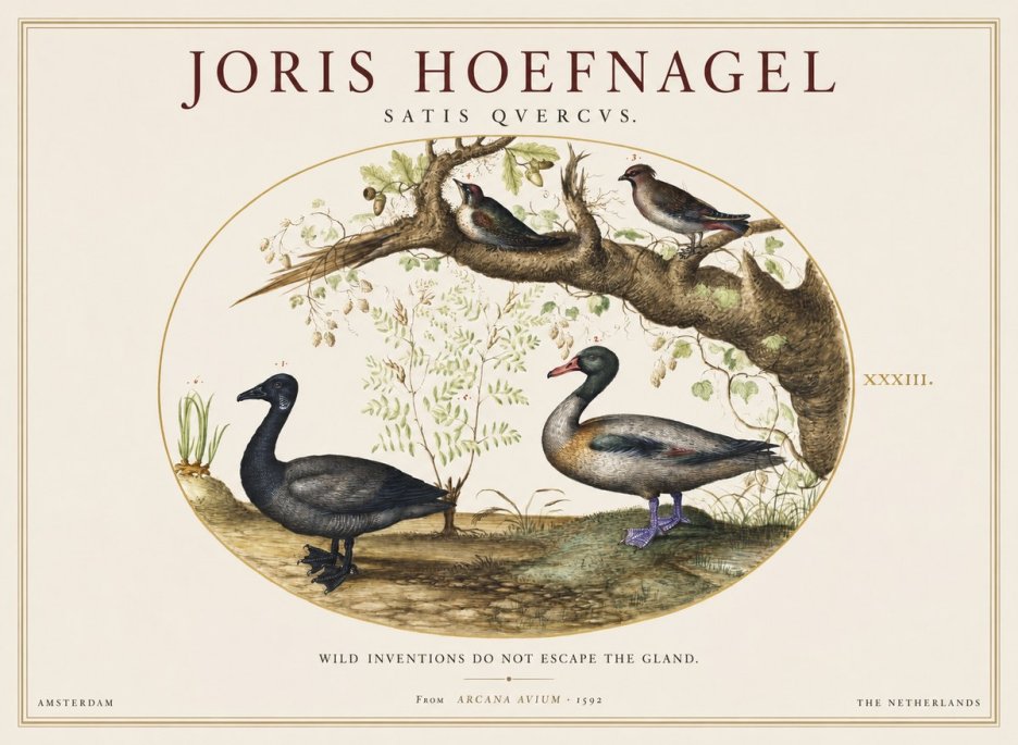 Joris Hoefnagel Satis Quercus. Birds of the Marsh No2 - Plakát