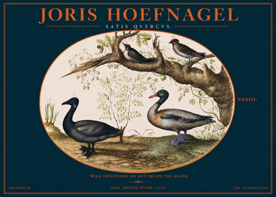Joris Hoefnagel Satis Quercus. Birds of the Marsh No3 - Plakát