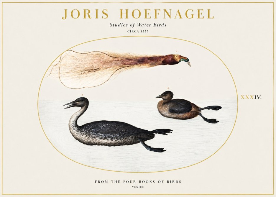 Joris Hoefnagel Studies of Water Birds No1 - Plakát
