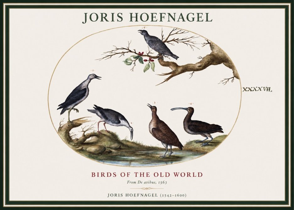 Joris Hoefnagel Birds of the Old World No1 - Plakát