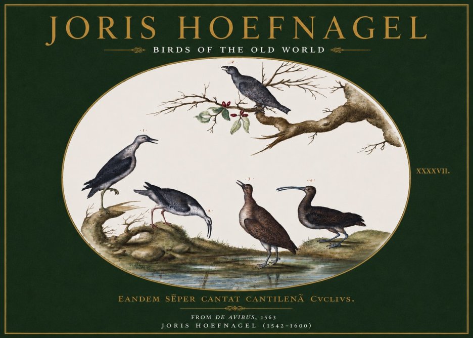 Joris Hoefnagel Birds of the Old World No3 - Plakát