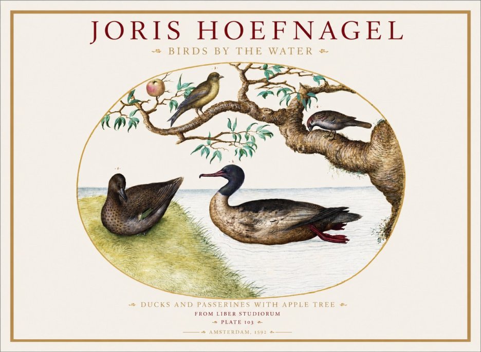 Joris Hoefnagel Ducks and Passerines with Apple Tree No1 - Plakát