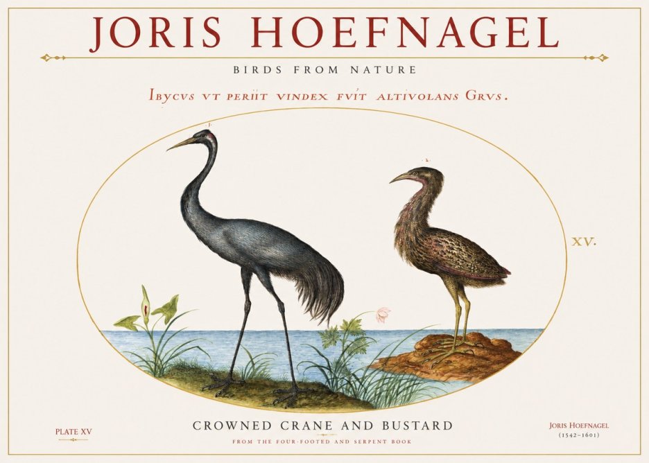 Joris Hoefnagel Crowned Crane and Bustard No1 - Plakát