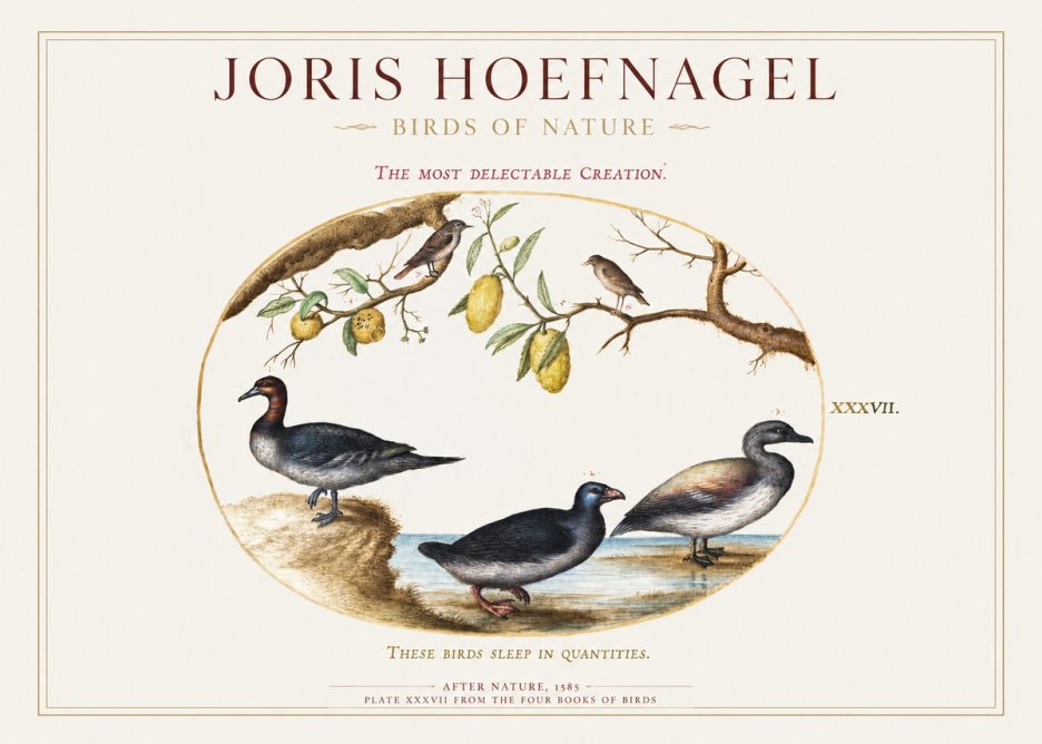 Joris Hoefnagel Plate Xxxvii from the Four Books of Birds No1 - Plakát