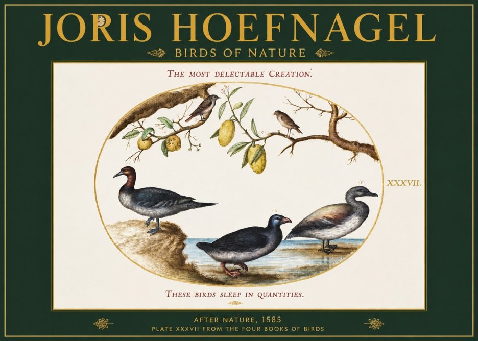 Joris Hoefnagel Plate Xxxvii from the Four Books of Birds No2 - Plakát