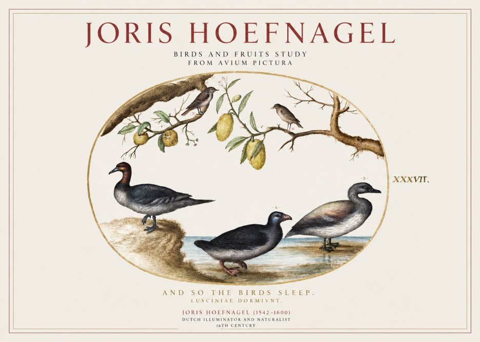 Joris Hoefnagel Plate Xxxvii from the Four Books of Birds No5 - Plakát