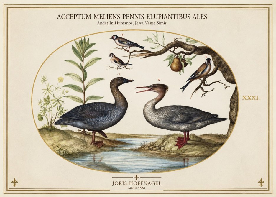 Joris Hoefnagel Acceptiem Meliens Pennis Fupidantibus Ales No2 - Plakát