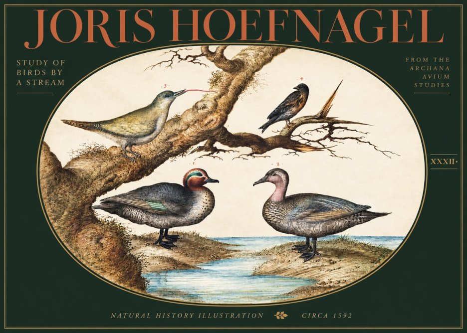 Joris Hoefnagel Study of Birds by a Stream No3 - Plakát