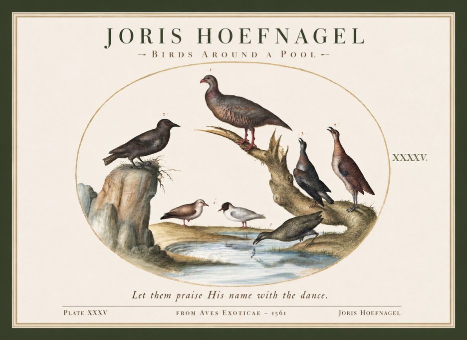 Joris Hoefnagel Birds Around a Pool No1 - Plakát
