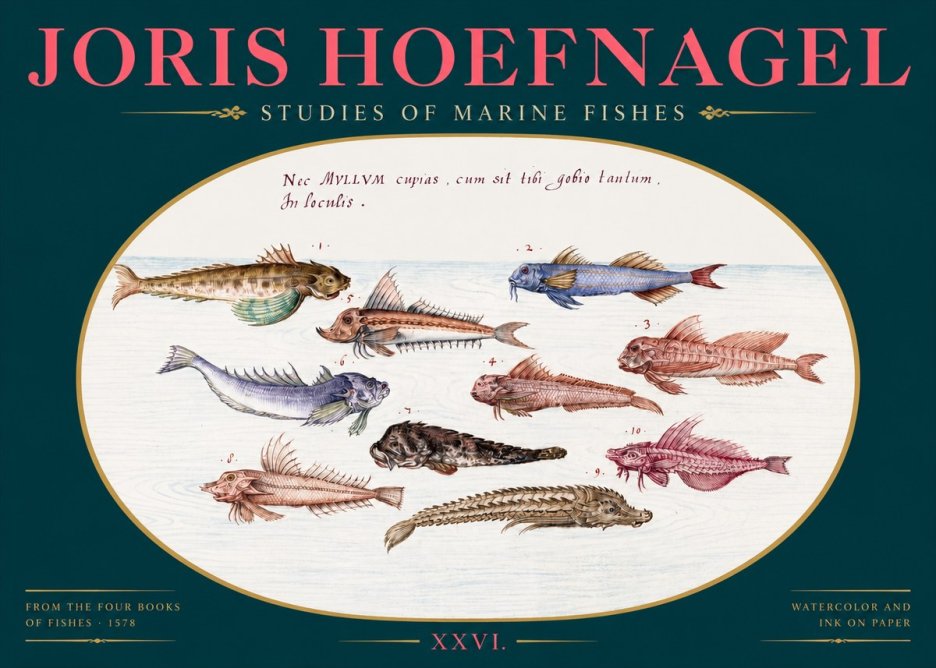Joris Hoefnagel Studies of Marine Fishes No2 - Plakát