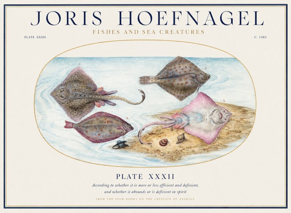 Joris Hoefnagel Study of Rays and Flatfish No5 - Plakát