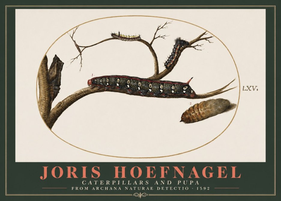 Joris Hoefnagel Caterpillars and Pupa No2 - Plakát