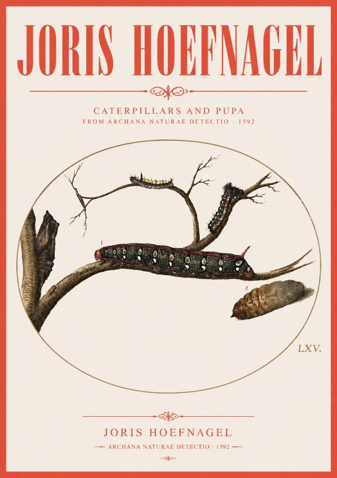 Joris Hoefnagel Caterpillars and Pupa No3 - Plakát