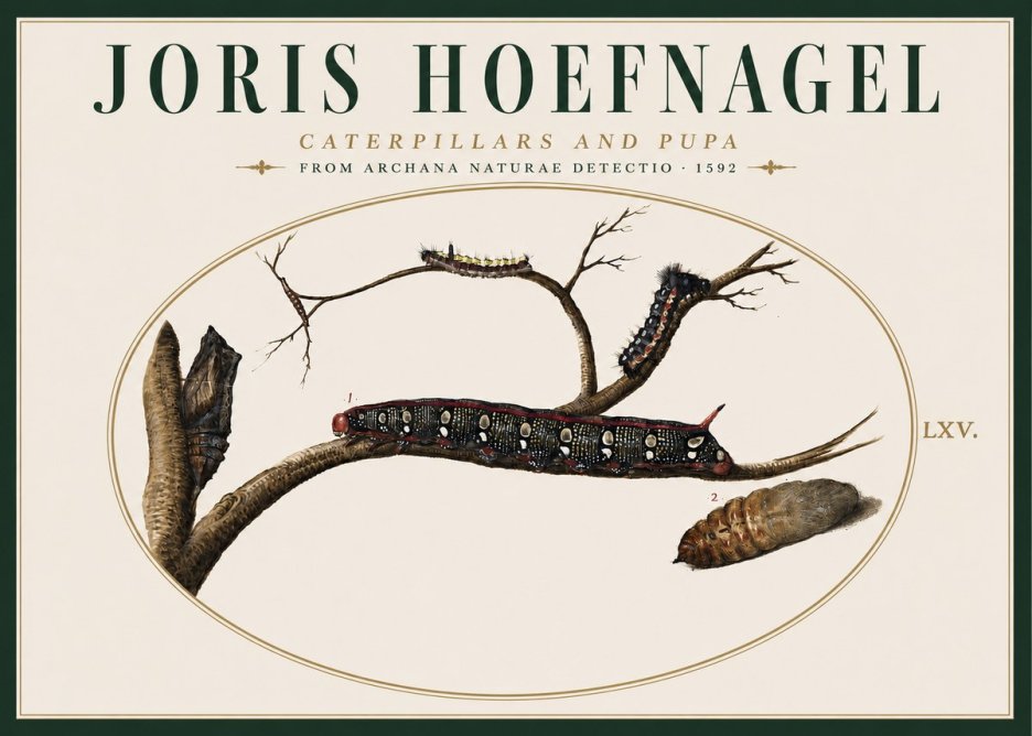 Joris Hoefnagel Caterpillars and Pupa No4 - Plakát