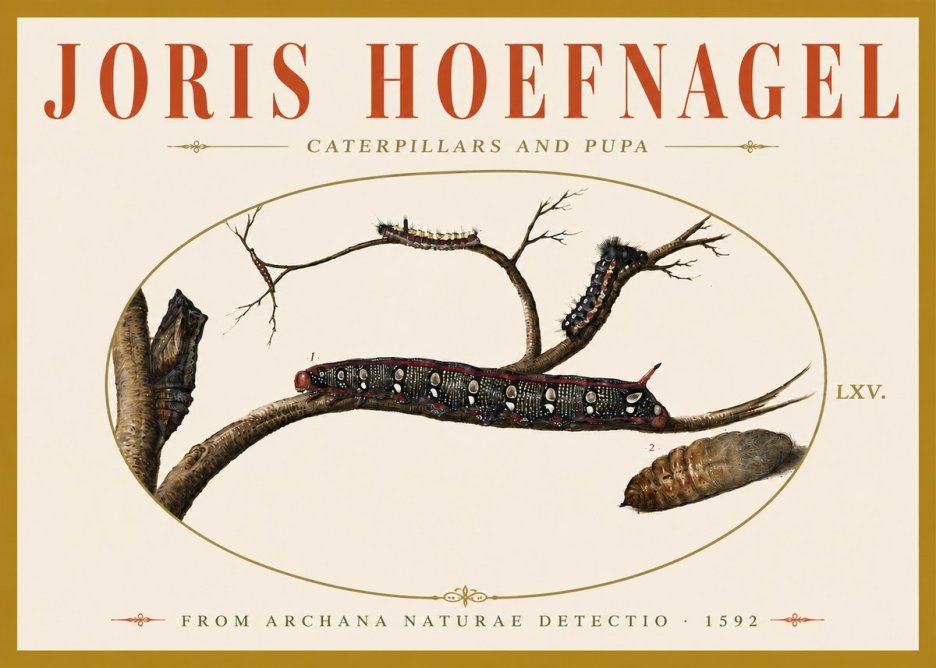 Joris Hoefnagel Caterpillars and Pupa No6 - Plakát