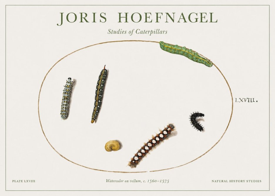 Joris Hoefnagel Studies of Caterpillars No1 - Plakát