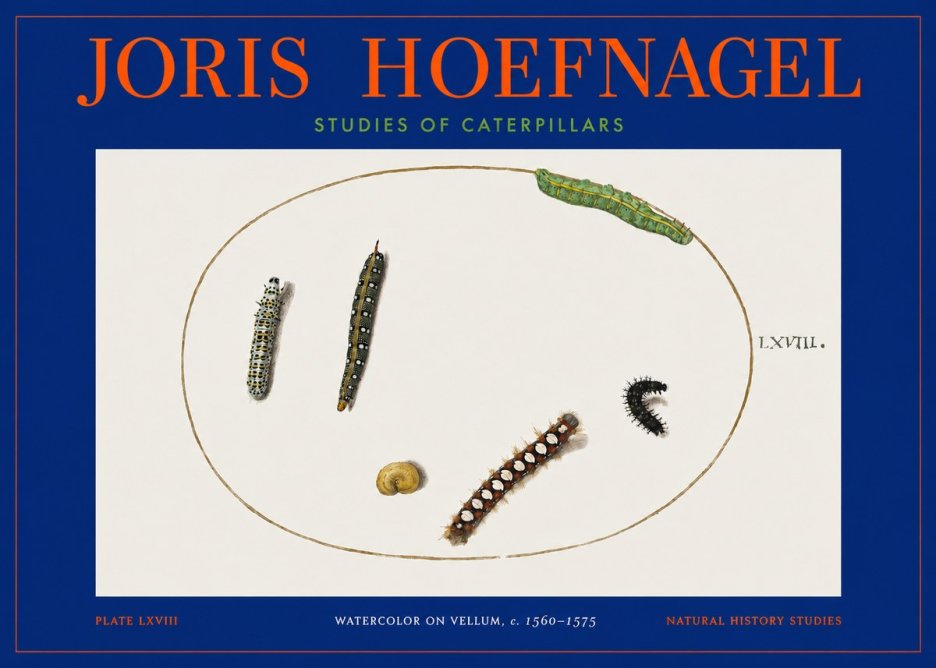 Joris Hoefnagel Studies of Caterpillars No2 - Plakát