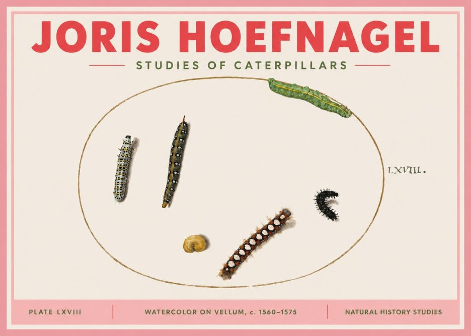 Joris Hoefnagel Studies of Caterpillars No3 - Plakát
