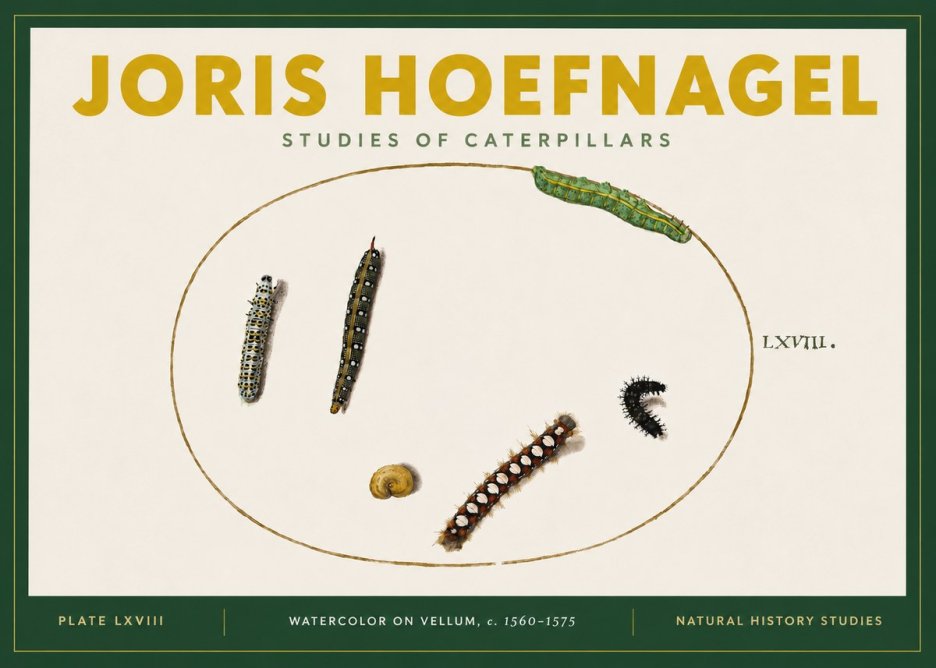 Joris Hoefnagel Studies of Caterpillars No4 - Plakát