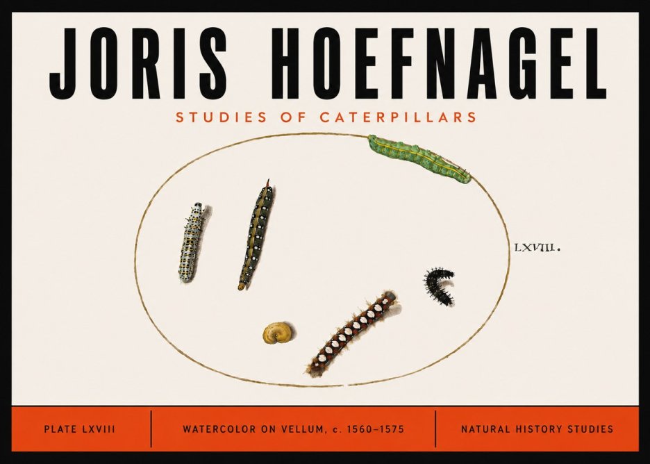 Joris Hoefnagel Studies of Caterpillars No6 - Plakát