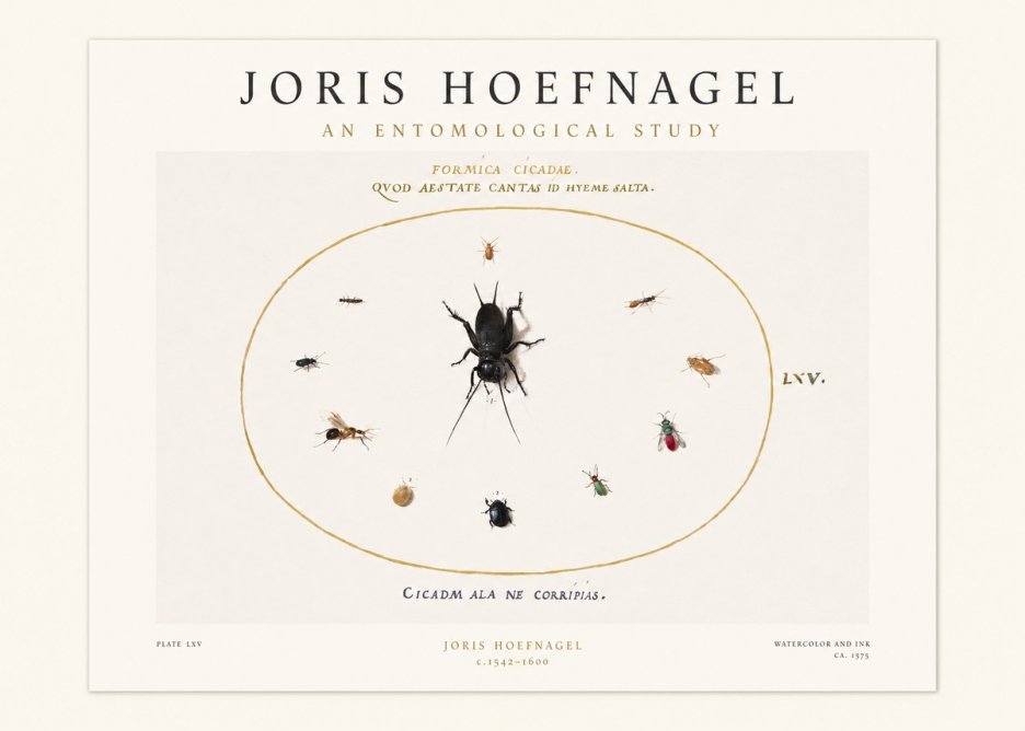 Joris Hoefnagel Formica Cicadae No1 - Plakát