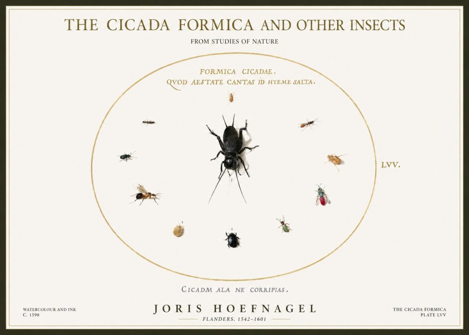 Joris Hoefnagel Formica Cicadae No5 - Plakát