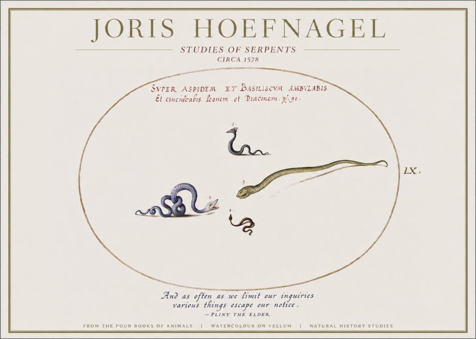 Joris Hoefnagel Studies of Serpents No1 - Plakát