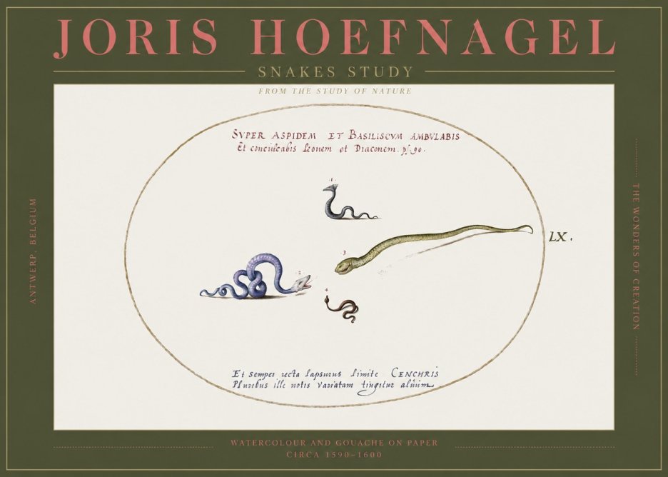 Joris Hoefnagel Studies of Serpents No3 - Plakát