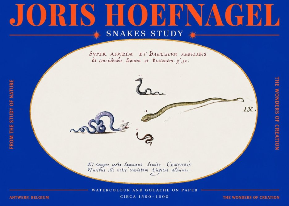 Joris Hoefnagel Studies of Serpents No4 - Plakát
