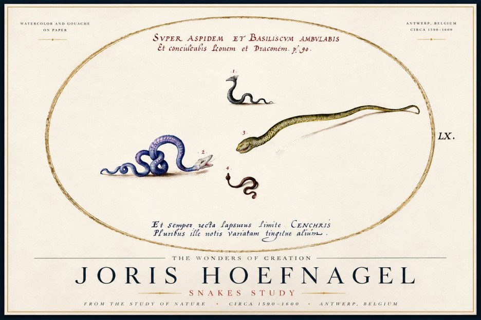 Joris Hoefnagel Studies of Serpents No6 - Plakát