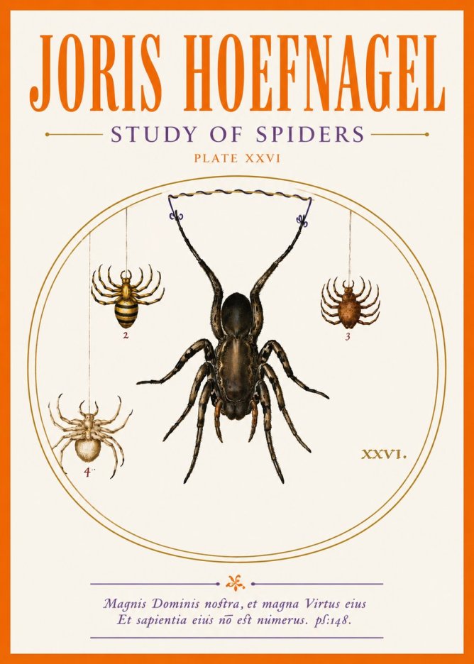 Joris Hoefnagel Study of Spiders No5 - Plakát