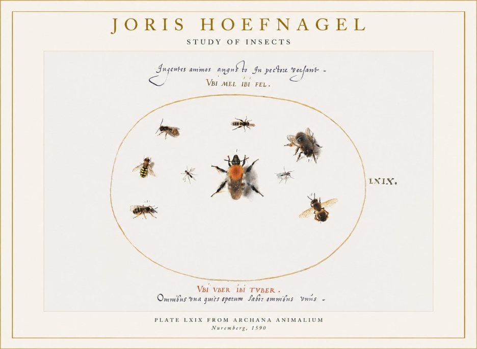 Joris Hoefnagel Insects Study II No6 - Plakát