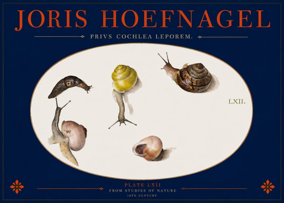 Joris Hoefnagel Privs Cochlea Leporem. No2 - Plakát
