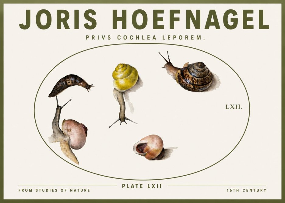 Joris Hoefnagel Privs Cochlea Leporem. No3 - Plakát
